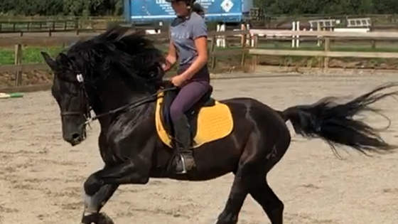 Schooling and Backing